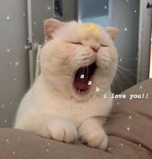 Super Quotes Love Cute Faces Ideas Cute Cat Memes Cat Memes Cute Animals