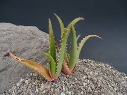 Image result for Aloe veseyi