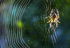 It was all working out just fine, until last night. Top 4 Spider Repellents Updated In 2021