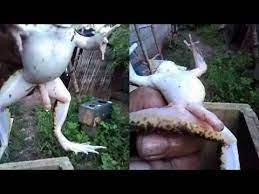 @jamesbond007 tja sind die sowjets wohl selber schuld, was ? Die 10 Schockierendsten Mutationen Bei Tieren Youtube