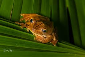 Image result for Pristimantis gladiator