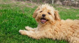Yorkie Mixes 20 Different Yorkshire Terrier Crossbreeds With Pictures