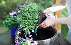 Good soil is the first step to a great garden. Everything You Need To Know About Container Gardening