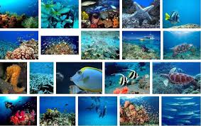 Kalau ya pasti bisa membayangkan keindahan di dasar laut. 30 Gambar Pemandangan Hidupan Di Dasar Laut Terbaik Koleksi Gambar Pemandangan