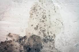 Check spelling or type a new query. Mold Vs Mildew What S The Difference