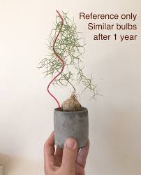 Image result for Bowiea volubilis