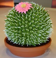 Read beautiful and easy rose tutorial find this pin and more on fondant flowers tutorials by cakemomcustomcakes. Cactus Cake Tutorial Inspiration On Bluprint