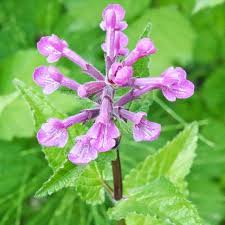 Image result for Stachys