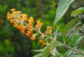 Image result for Buddleja madagascariensis