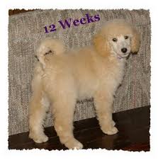 Diego will be vet checked and microchipped he is a cute standard poodle puppy looking for a good loving home. Home Sonne Standard Poodles