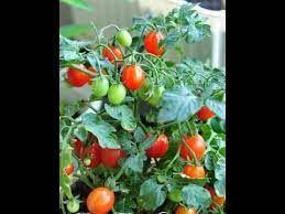 .tanam tomat anda harus belajar mengenal buah ini ya, untuk cara budidaya tomat jenis tomat sangat banyak tapi coba, tapi yang saya sampaikan disini merupakan jenis. Cara Orang Malas Tanam Tomato Youtube