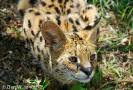 And probably other places but the studies i have access to provide data for these areas. Serval International Society For Endangered Cats Isec Canada