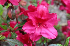 Hollandbulbfarms.com has been visited by 10k+ users in the past month Great Plants For Shade Gardens Hgtv