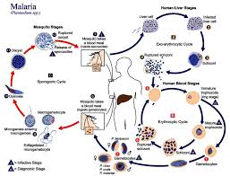 Gametocytes, which are both male and female, mate within the gut of the mosquito and undergo. Figure 1 The Malaria Parasite Life Cycle Coffee Break Ncbi Bookshelf