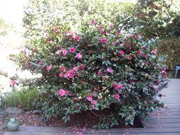 Camellia Sasanqua Shishi Gashira Is One Of My Favorite Camellias Because It Blooms In December January And Sometimes Front Yard Plants Garden Images Winter Garden
