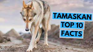 We were attracted to the tamaskan breed not only because of their lupine looks, but because of the breed standard which emphasized an active, but friendly family dog and companion. Tamaskan Dog All You Need To Know About The Finnish Wolfdog K9 Web