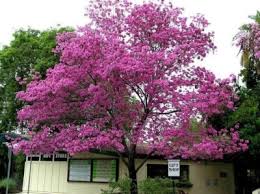 Image result for Handroanthus sp. near impetiginosus