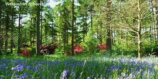 Maybe you would like to learn more about one of these? Woodland Gardens Great British Gardens
