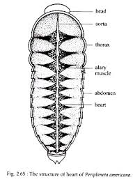 Learn facts on cockroach control. Circulatory System In Cockroaches