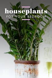 Pin On Indoor Plants We Love