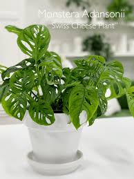 Posted by 5 minutes ago. Swiss Cheese Plant Monstera Adansonii Care Difficulty Easy Amiesue Com