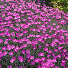 If deer and slugs did not love them so much, they would be almost perfect. Top 10 Easy Perennial Plants To Grow From Seed Dengarden