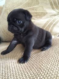 Cute Newborn Black Pug Puppies Novocom Top