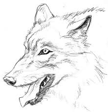 I Never Wanna Be Old Visage De Loup Dessin Chien Loup Dessin