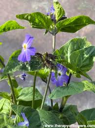 Image result for Browallia americana