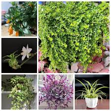Image result for Chlorophytum krookianum