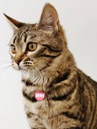 Maybe you would like to learn more about one of these? Katzen Fur Allergiker Allergikerfreundliche Rassen Manuelas Bunte Welt