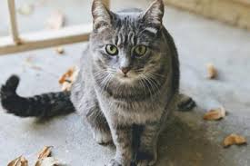 See more of funny cat pictures on facebook. Cat Care Tierhilfe Kassel E V Hauptbeitrage