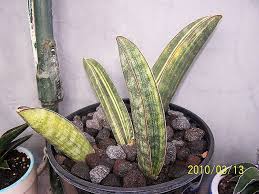 Image result for Sansevieria hallii