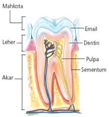 Maybe you would like to learn more about one of these? Pengertian Gigi Bagian Lapisan Susunan Macam Contoh