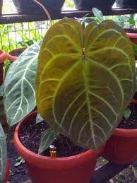 Pin Di Tanaman Hias Daun