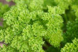 The harvesting cycle for parsley is a little different, since it is a biennial. How To Grow Parsley Rhs Gardening
