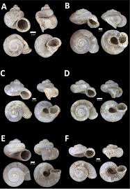 Those who choose to register a sdn bhd company in malaysia can expect the following durations for each step of the process Diversity And Biogeography Of Land Snails Mollusca Gastropoda In The Limestone Hills Of Perak Peninsular Malaysia