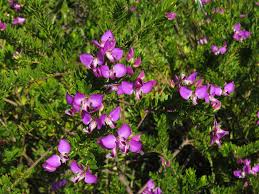 Image result for Polygala myrtifolia