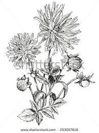 Black And White Drawing Aster Flower Google Search Aster Flower Tattoos Aster Tattoo Aster Flower