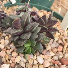 Image result for Anacampseros