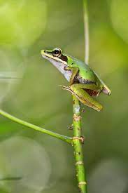 Copper Cheeked Frog Frog Tree Frogs Frog And Toad