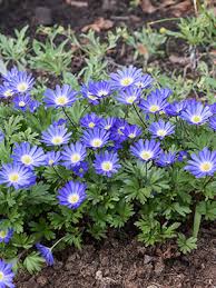 Like the name suggests, this anemone blanda covers the full spectrum of blues, ranging right through them from clear sky blue to rich amethyst. Grecian Windflowers Anemone Blanda Blue Shades From Netherland Bulb