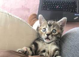 Shocked Face Cat Adoption Kitten Adoption