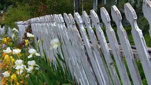 How to paint flowers on a wooden fence. An Old White Picket Fence Stock Footage Video 100 Royalty Free 2536394 Shutterstock