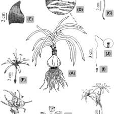 Image result for Crinum rautanenianum