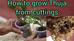 Image result for cuttings thujas