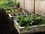Backyard Suburban Garden
