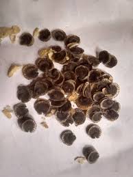 Answer these questions and hit submit to find out what flower you are. What Kind Of Flowers Are These Seeds From Gardening Landscaping Stack Exchange