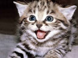 Kediler Google Da Ara Cute Kittens Cok Sirin Hayvanlar Ve Kediler Ve Yavrulari