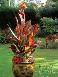 I might put most into a pot and just put one or two rhizomes in to the water and see what happens. 13 Canna Ideas Container Gardening Plants Container Plants